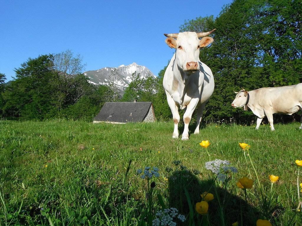 Vakantiehuis in Pyreneeën, Frankrijk voor 5 personen foto 12