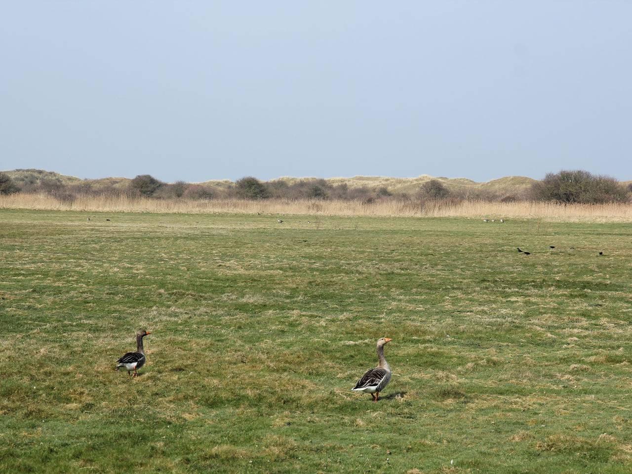 Villa op Texel bij Strand en Natuurgebied in De Koog, Nederlandse waddeneilanden, Nederland voor 8 personen foto 20