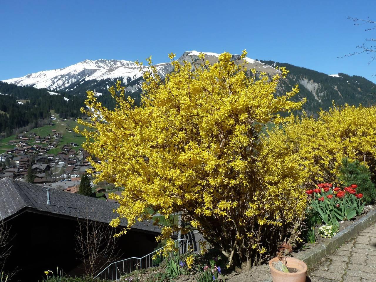 Vakantieappartement in Lenk, Zwitserland voor 2 personen foto 5