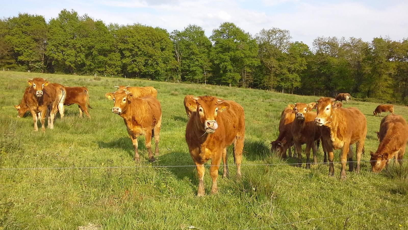 Vakantiehuis in Limousin, Frankrijk voor 5 personen foto 3