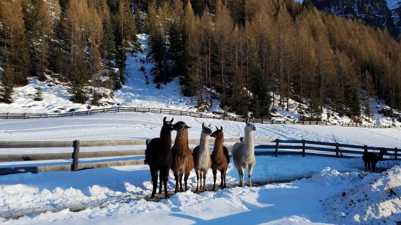 Vakantieappartement met sauna en hond toegestaan in Stubai Alps, Umhausen, Oostenrijk voor 5 personen foto 23