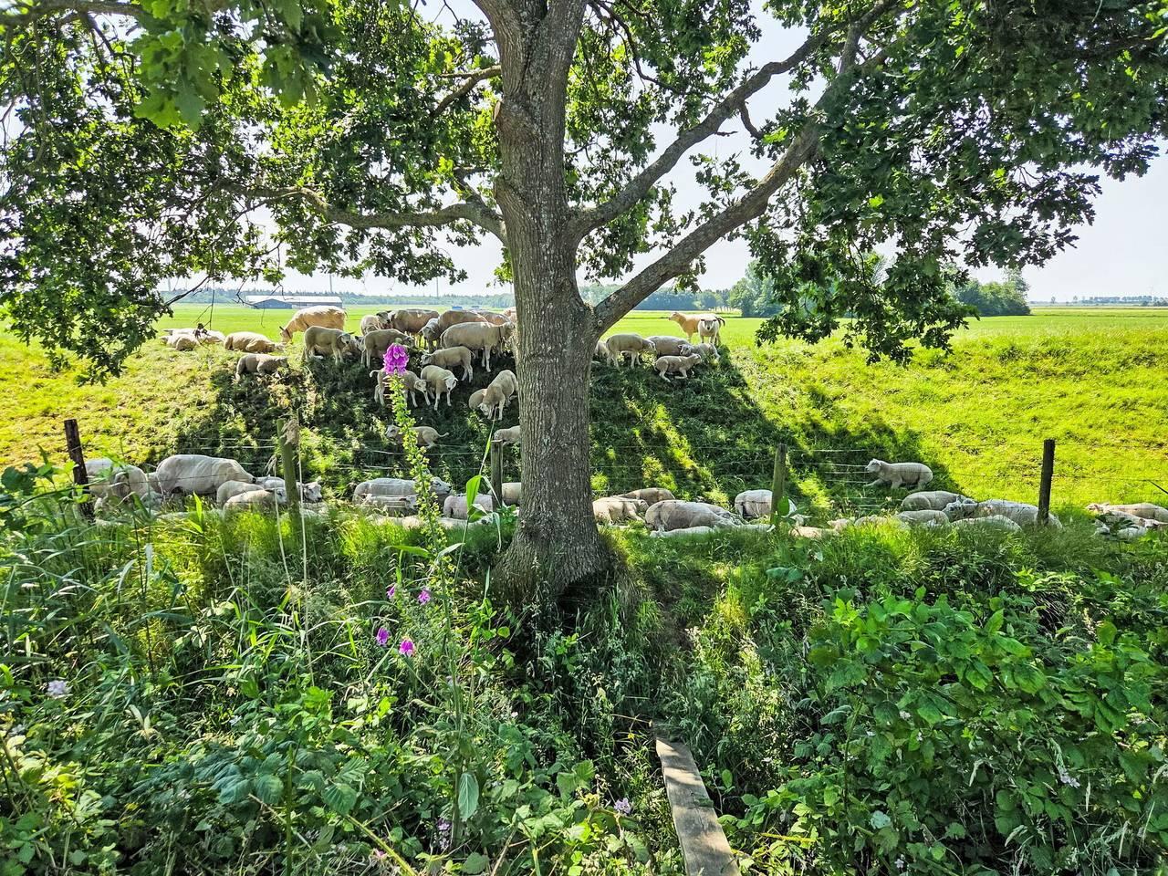 Vakantiehuis in IJsselmeer, Nederland voor 4 personen foto 15