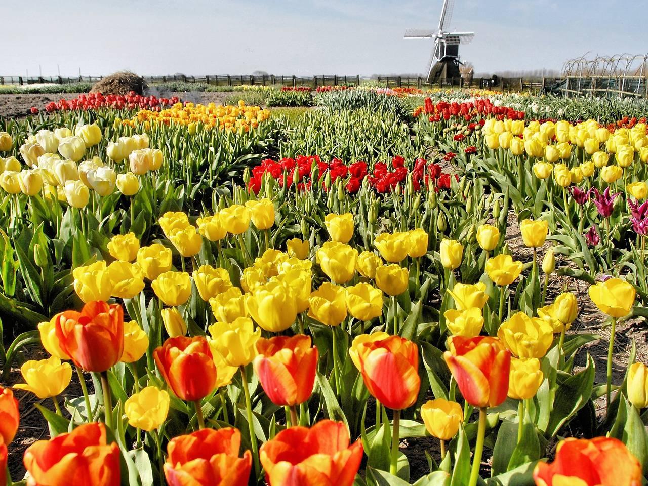Plevier Comfort in Noordwijk, Nederlandse Noordzeekust, Nederland voor 6 personen foto 19