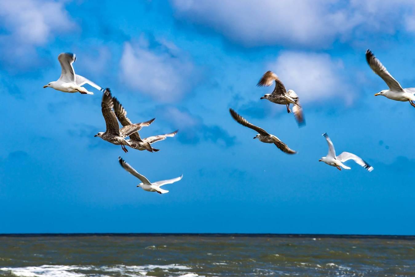 Vakantieappartement in Waddenzee, Duitsland voor 2 personen foto 7