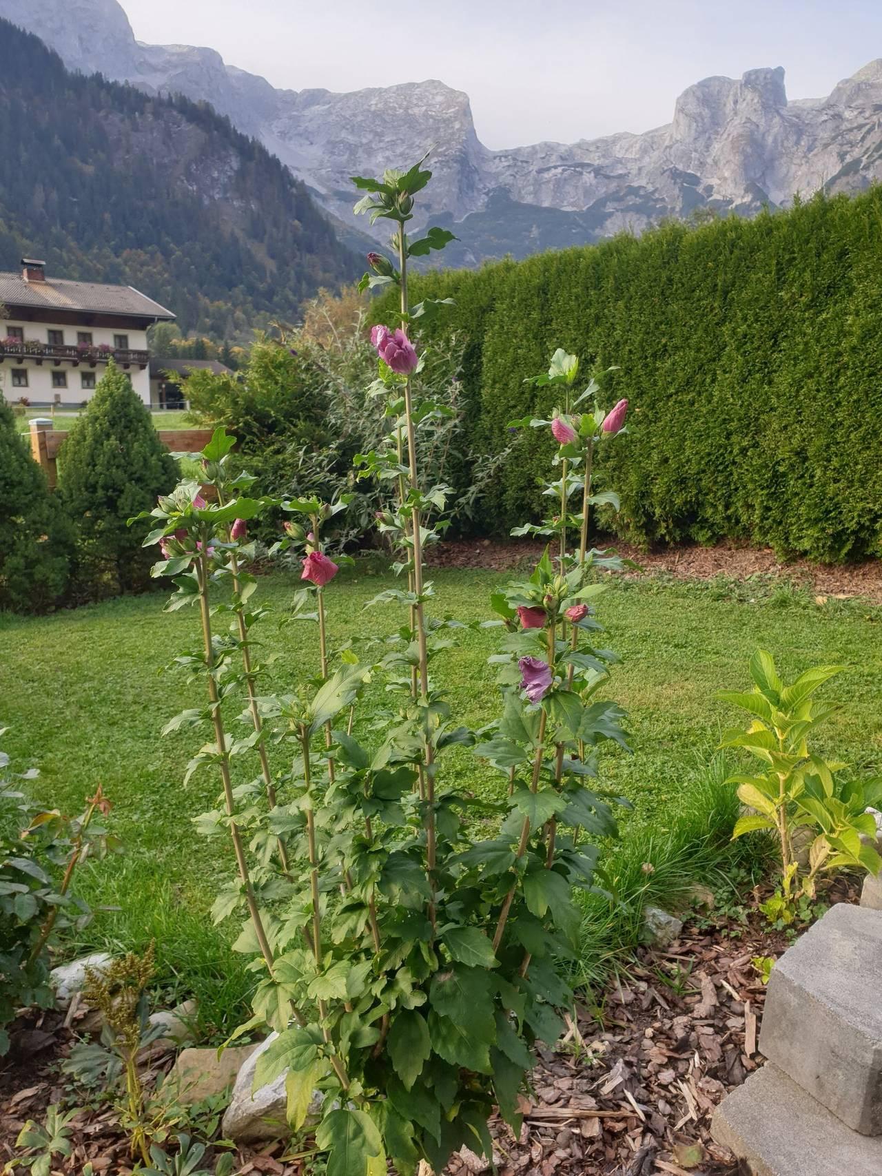 Edelweiss in Werfenweng, Tennengau, Oostenrijk voor 6 personen foto 17