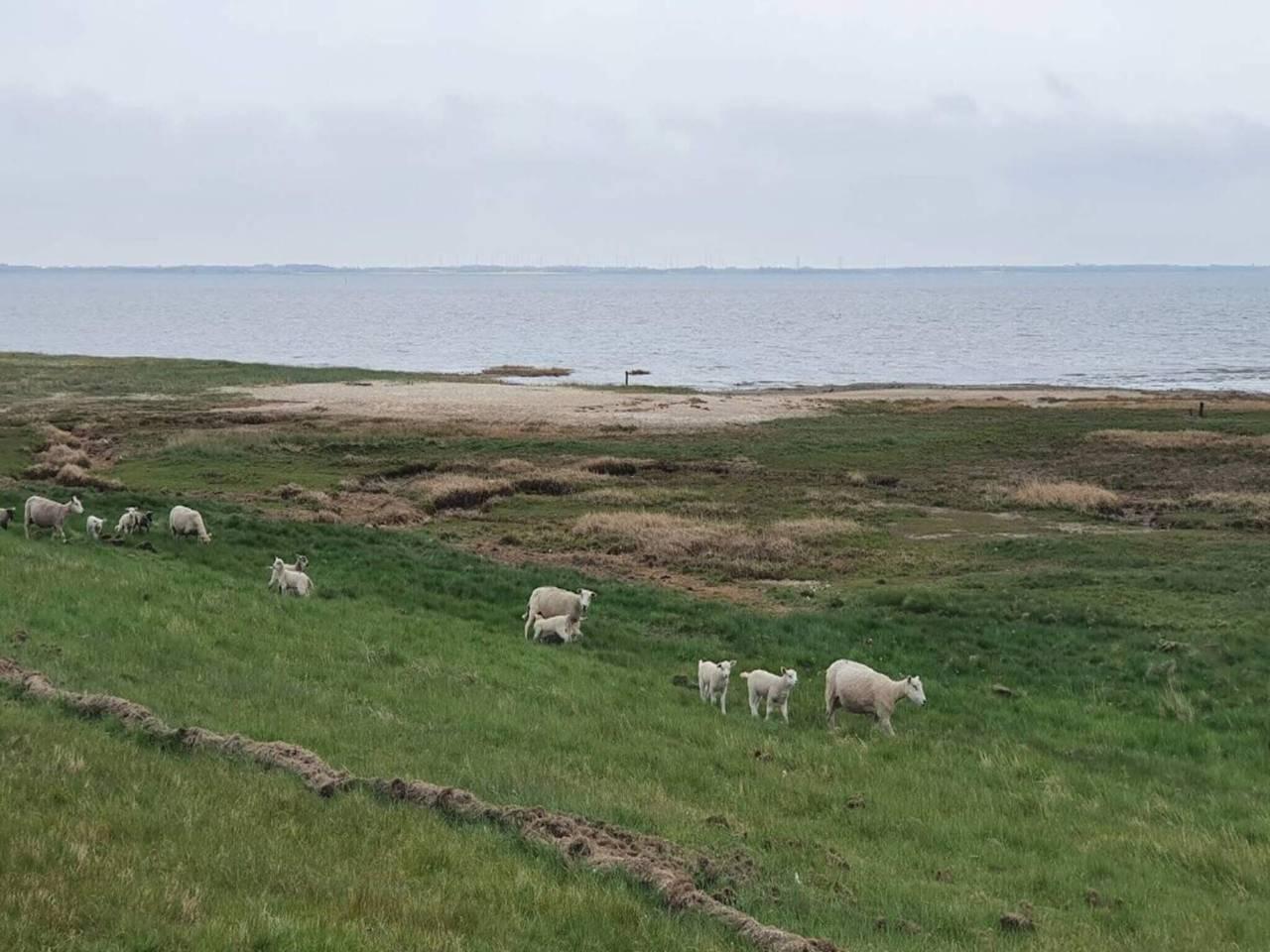 Vakantieappartement in Rømø, Denemarken voor 4 personen foto 14