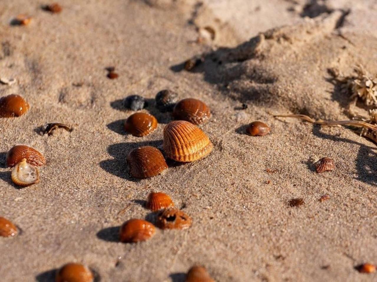 Strandvakantie met huisdieren in Kamperland, Zeeuwse Kust, Nederland voor 4 personen foto 23