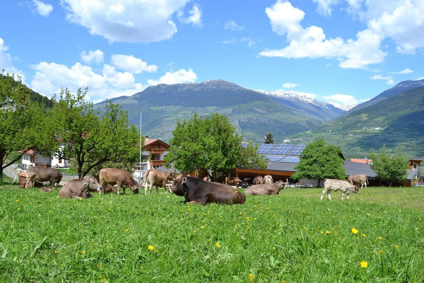 Appartement "Hof am Schloss Edelweiss" in Montechiaro - Lichtenberg, Prad am Stilfser Joch, Italië voor 6 personen foto 23