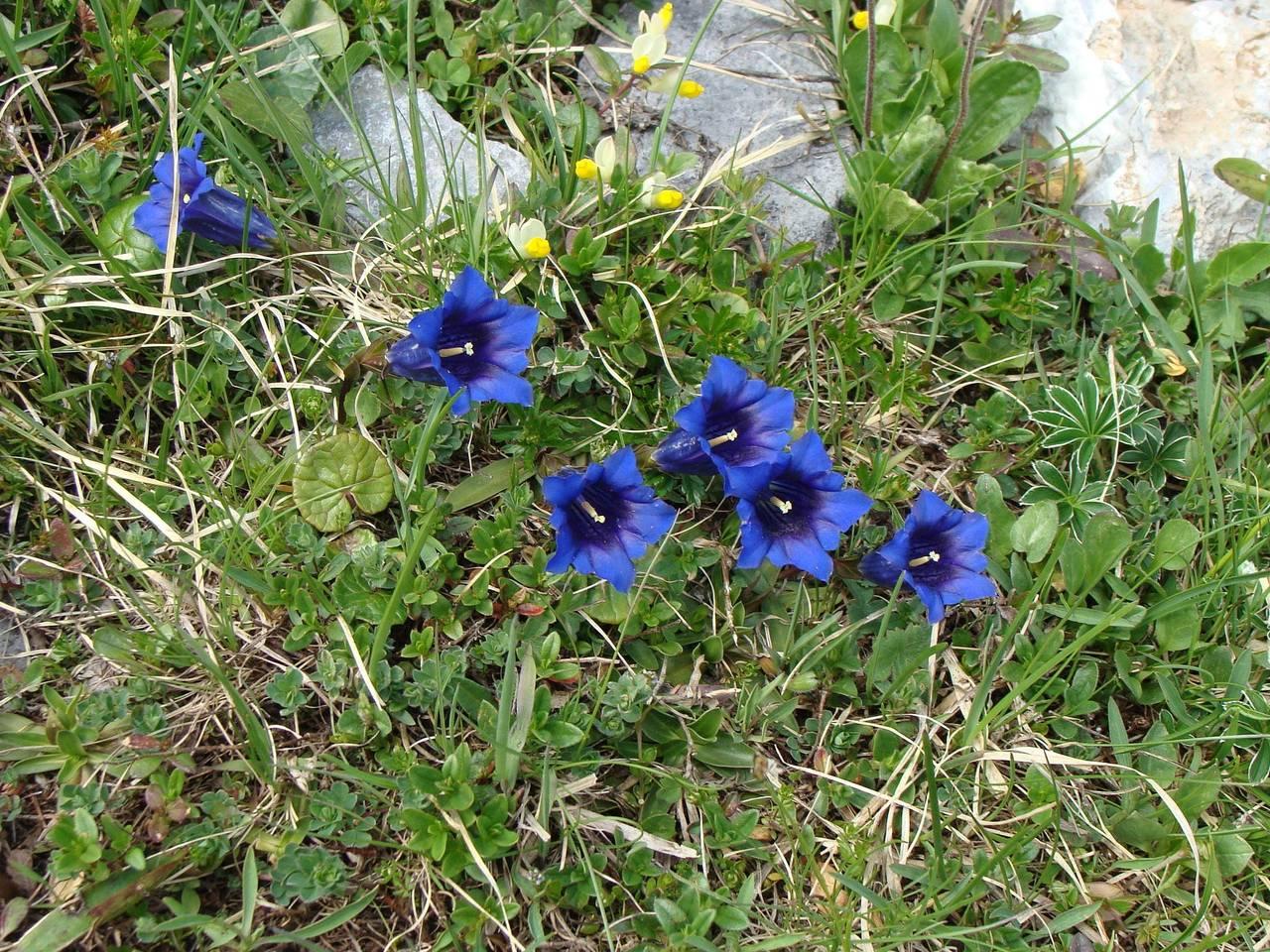 Natuurontsnapping in de Kandervallei in Kandergrund, Frutigen - Lenk - Adelboden, Zwitserland voor 2 personen foto 21