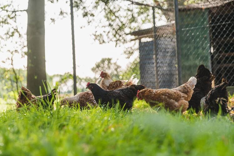 Stijlvolle boerderij-ontsnapping in Wierden, Twente, Nederland voor 4 personen foto 19