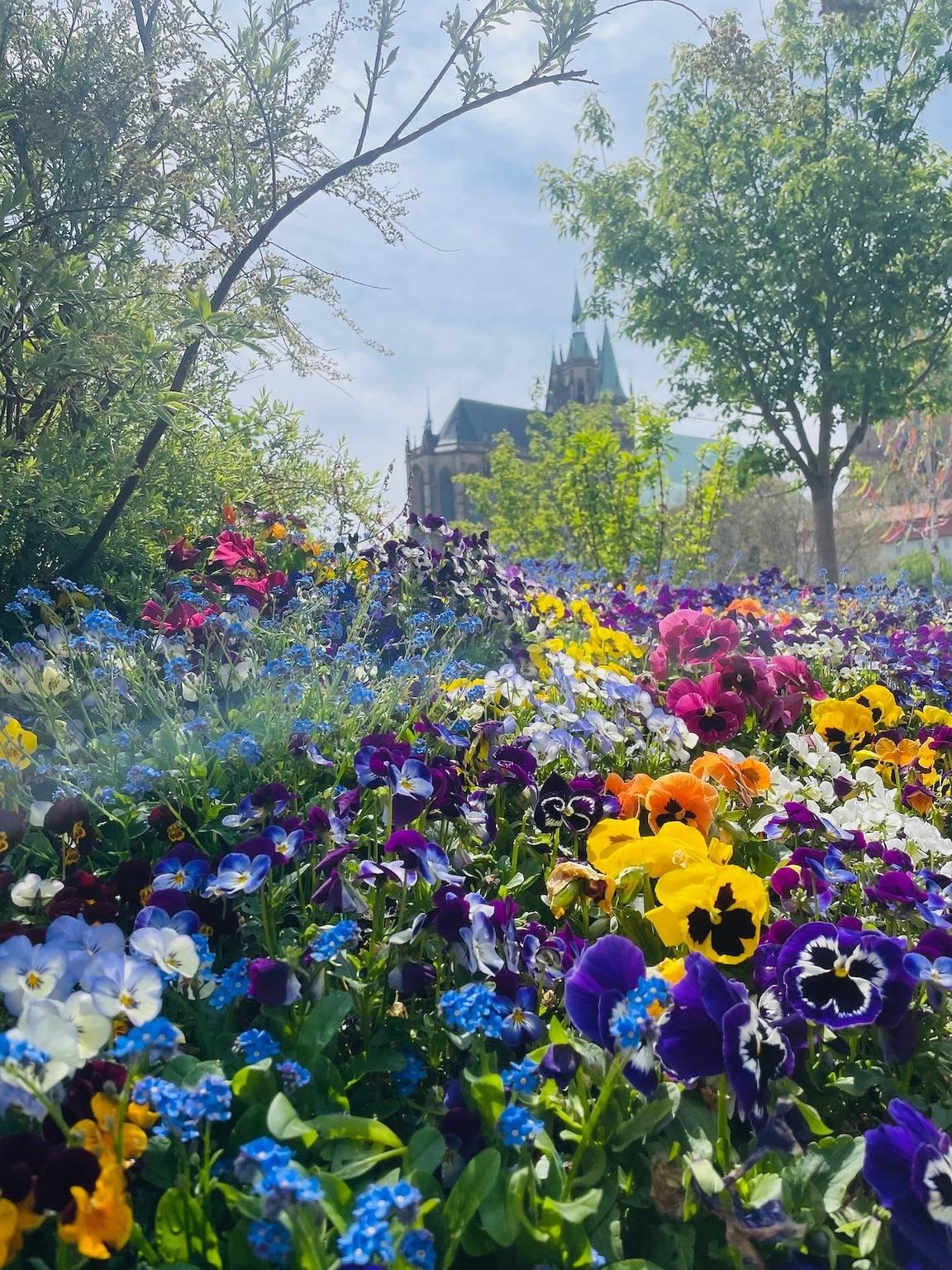 "Erfurt genießen" in Erfurt, Thüringer Kerngebied, Duitsland voor 4 personen foto 23