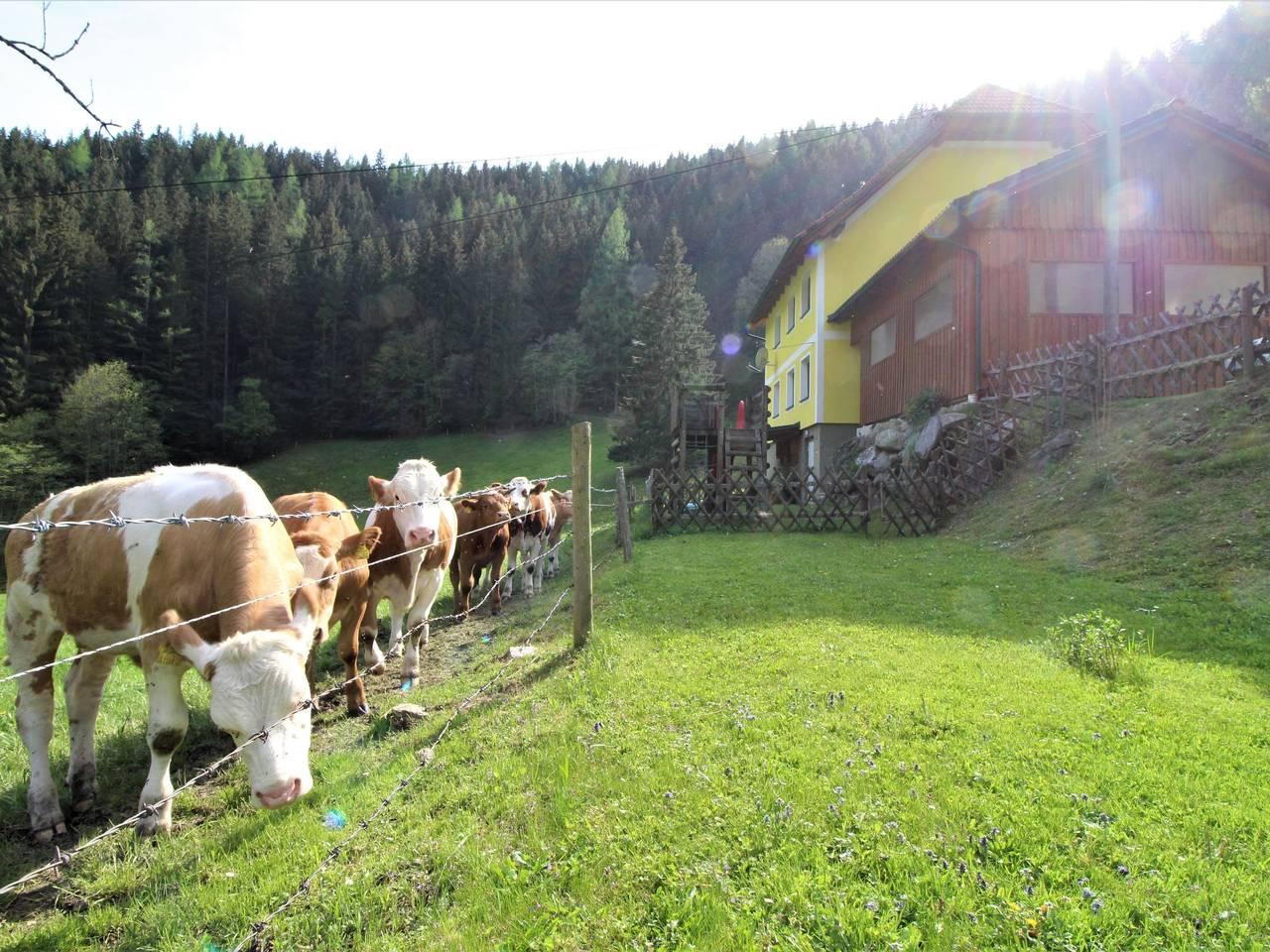 Vakantiehuis in Steirerland, Oostenrijk voor 10 personen foto 7