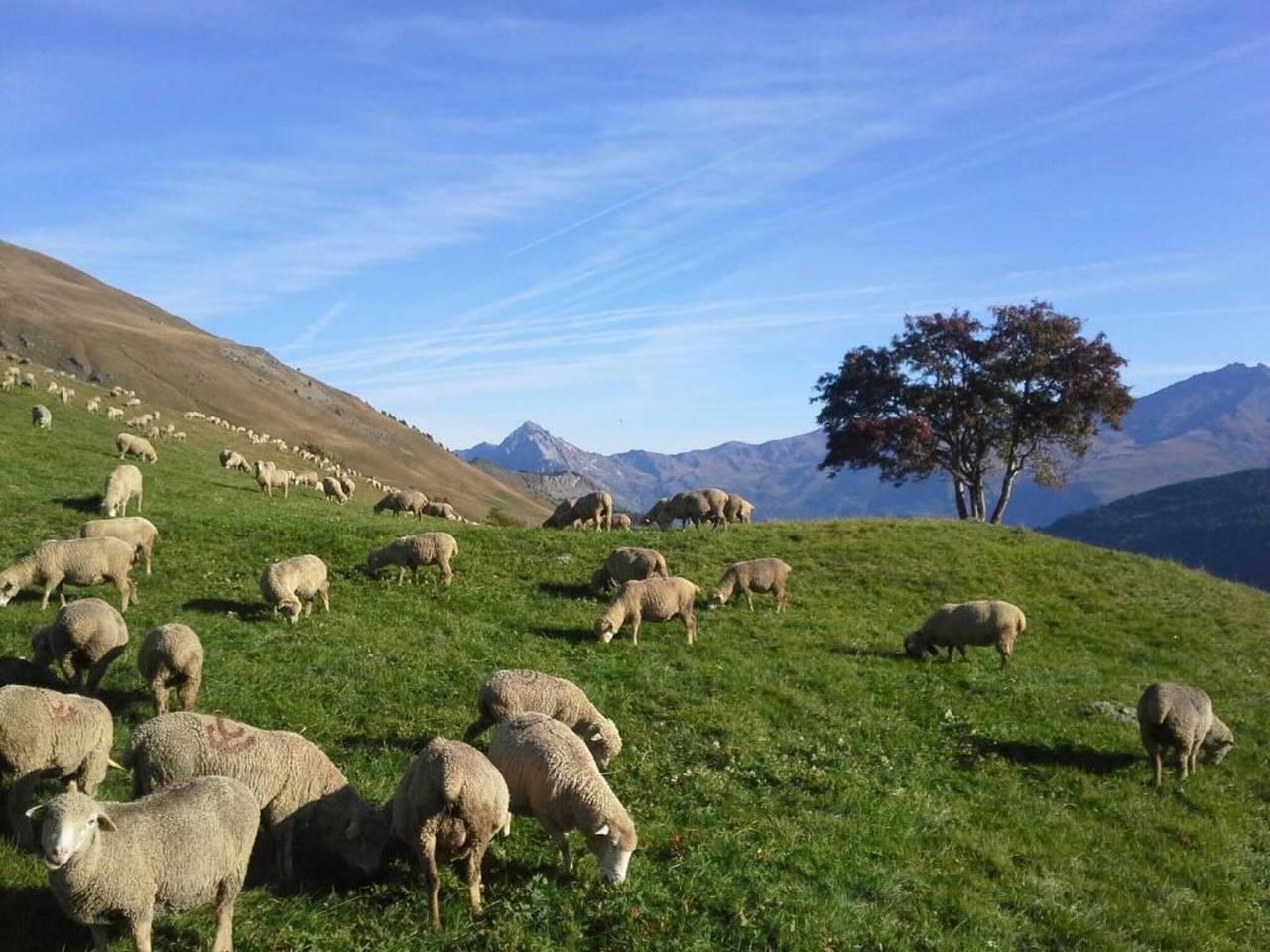 Vakantiehuis in Savoie, Frankrijk voor 8 personen foto 7