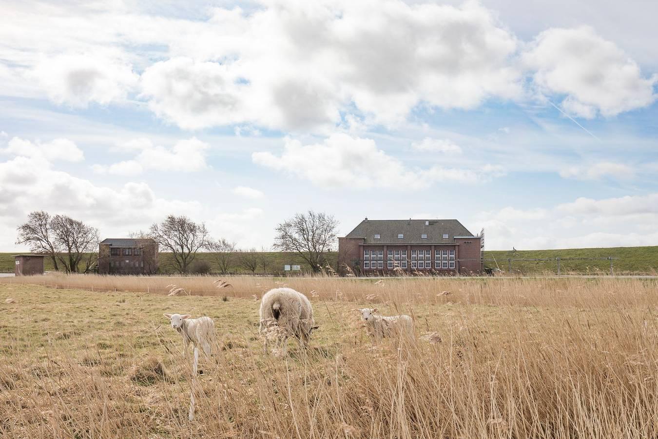 Vakantieappartement met sauna en hond toegestaan in Hattstedtermarsch, Noord-Friesland, Duitsland voor 4 personen foto 23