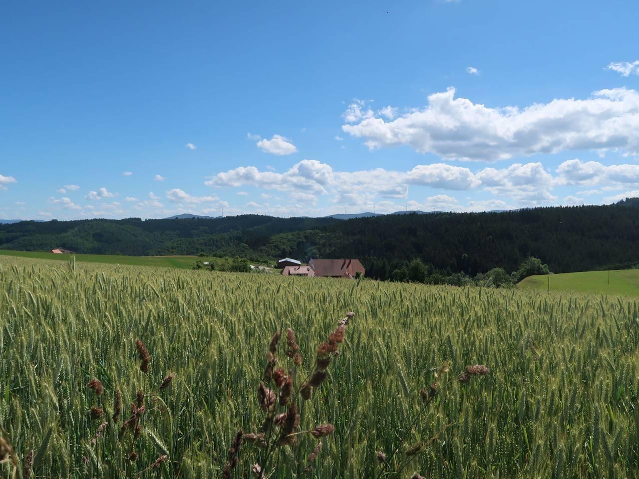 Vakantieappartement in Hofstetten, Duitsland voor 4 personen foto 16