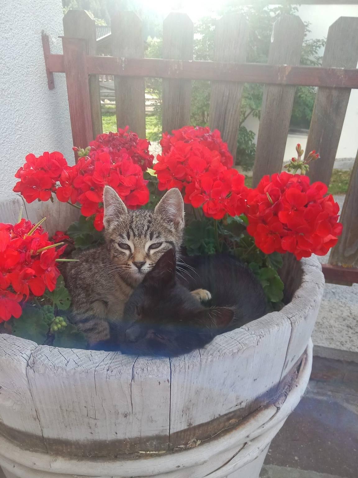 Vakantieappartement in Wipptal, Italië voor 5 personen foto 5