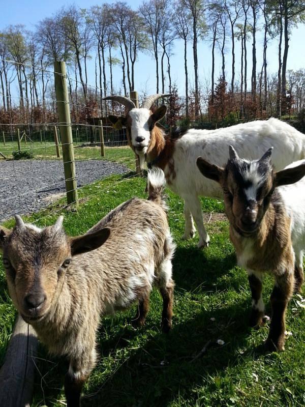 Gîtes de France® - Le Clos du Héron Perché in Houdetot, Frankrijk voor 6 personen foto 22