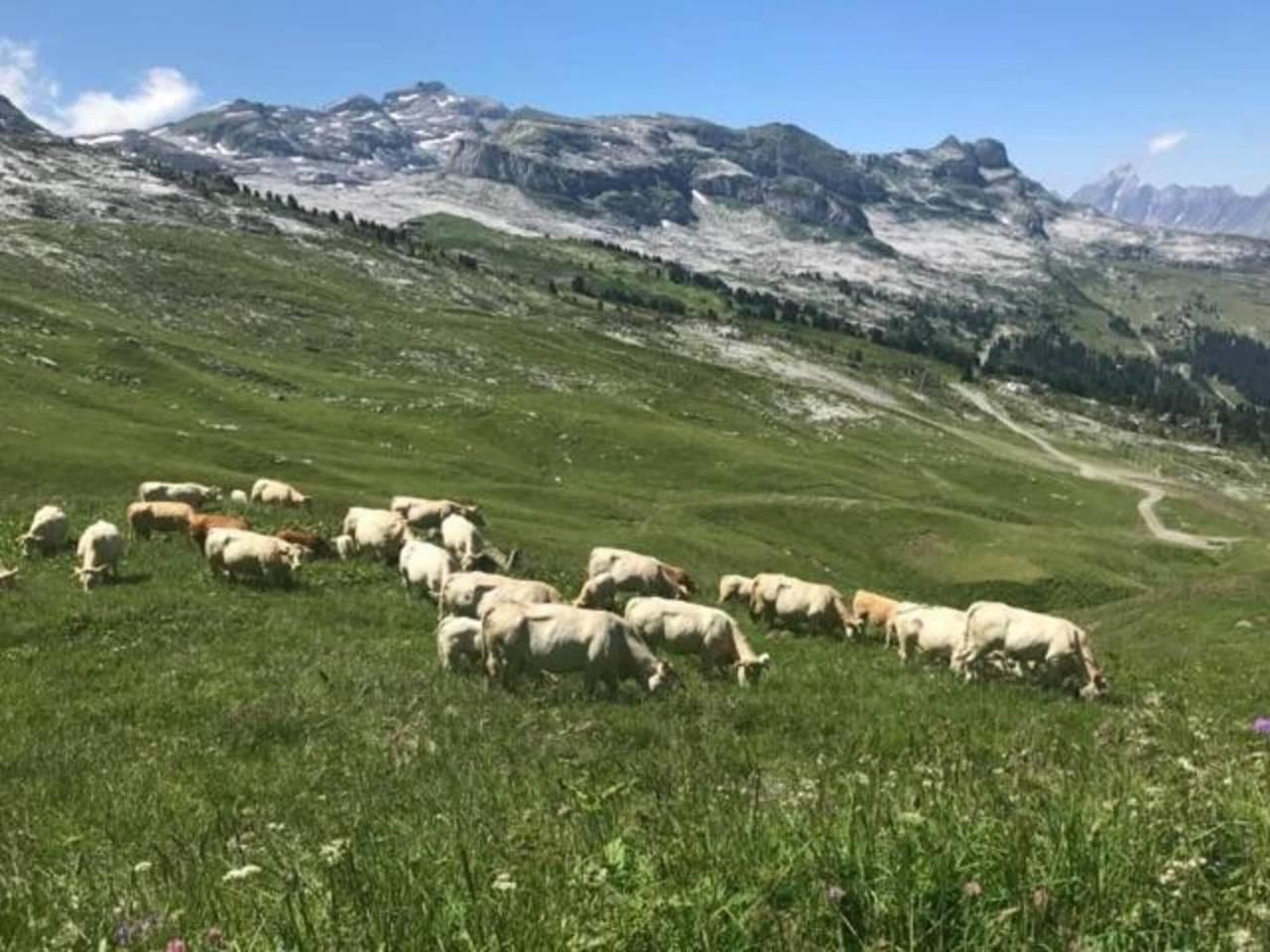 Appartement in Flaine met Skilift in Les Carroz, Arâches-la-Frasse, Frankrijk voor 4 personen foto 23
