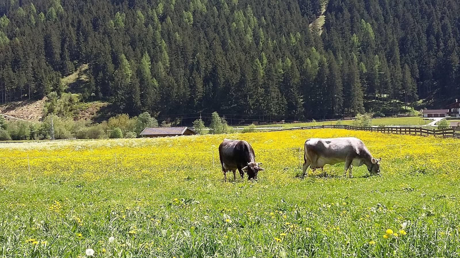 Vakantieappartement in Stubaier Alpen, Oostenrijk voor 6 personen foto 17