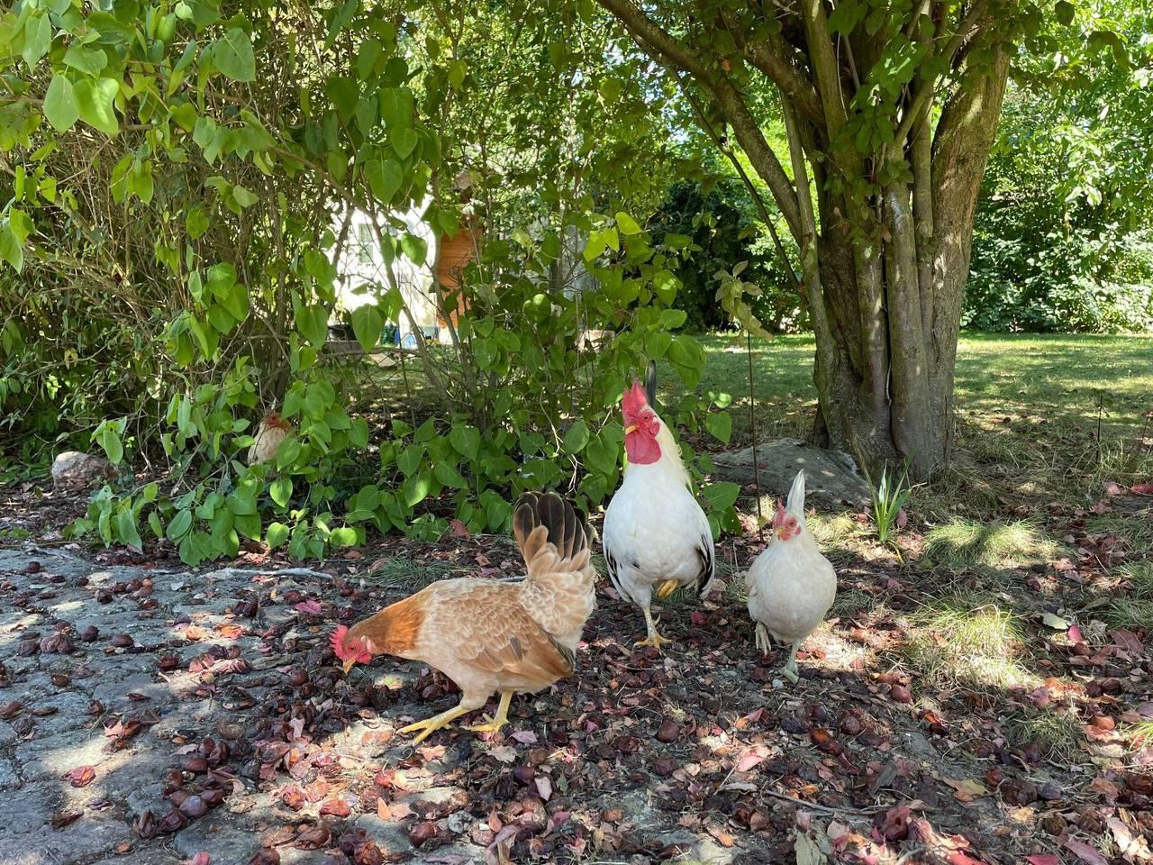 Rosencottage in Falkenhain, Lossatal, Duitsland voor 4 personen foto 19