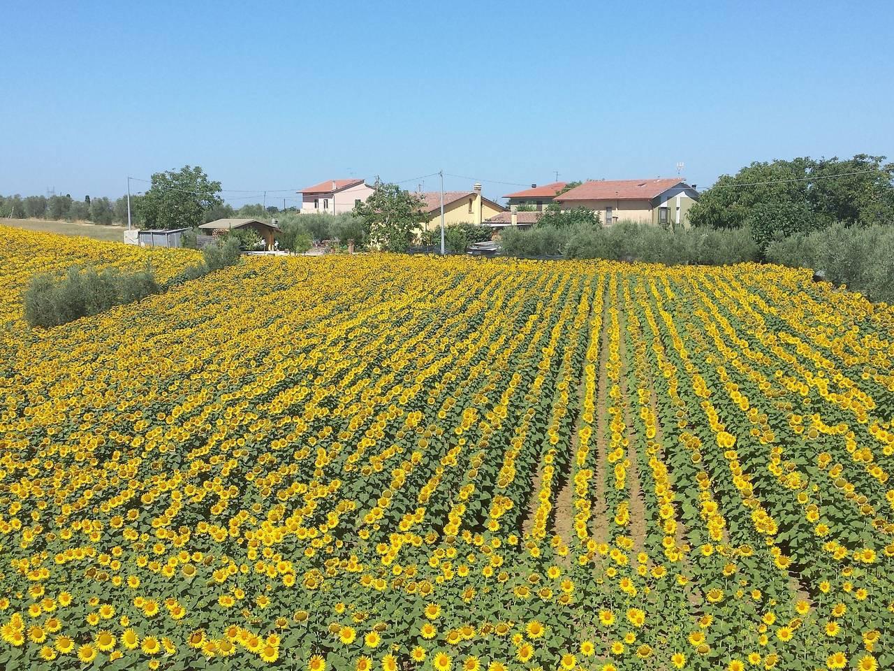 Vakantiehuis in Val di Chiana, Italië voor 8 personen foto 6