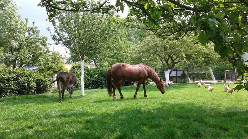 Gîtes de France® - La Doulaise in Cauville-sur-Mer, Frankrijk voor 6 personen foto 20
