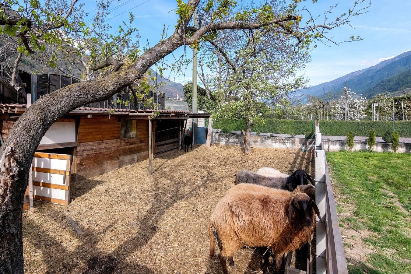 Vakantieappartement in Vinschgau foto 16