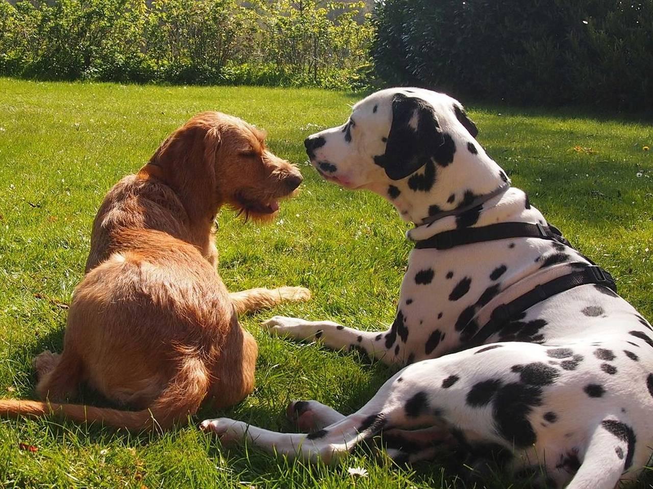 Vakantiehuis met sauna en hond toegestaan en 1 slaapkamer en terras in Krummsee, Malente, Duitsland voor 3 personen foto 20