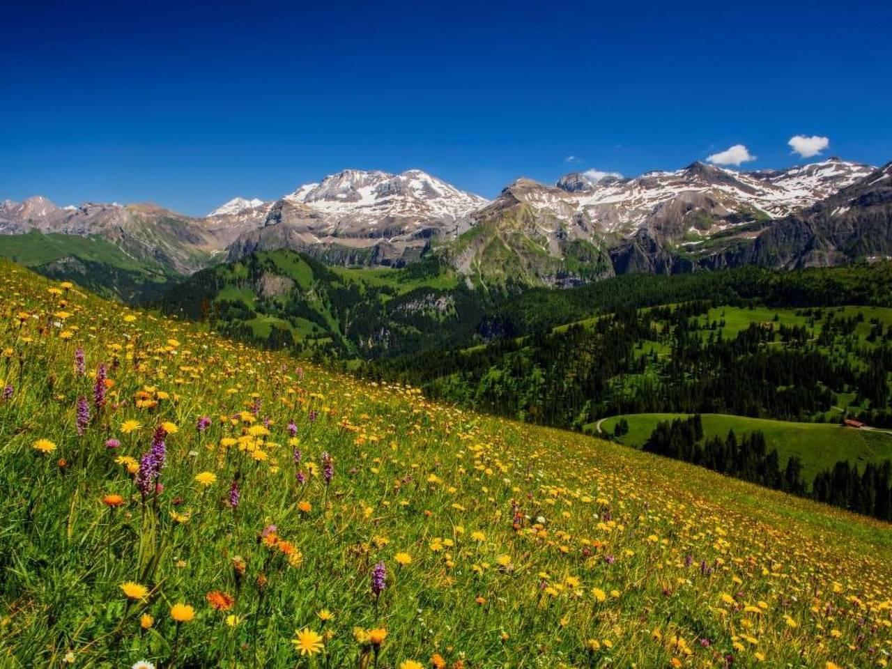 Vakantieappartement met hond toegestaan in Lenk im Simmental, Lenk, Zwitserland voor 4 personen foto 2