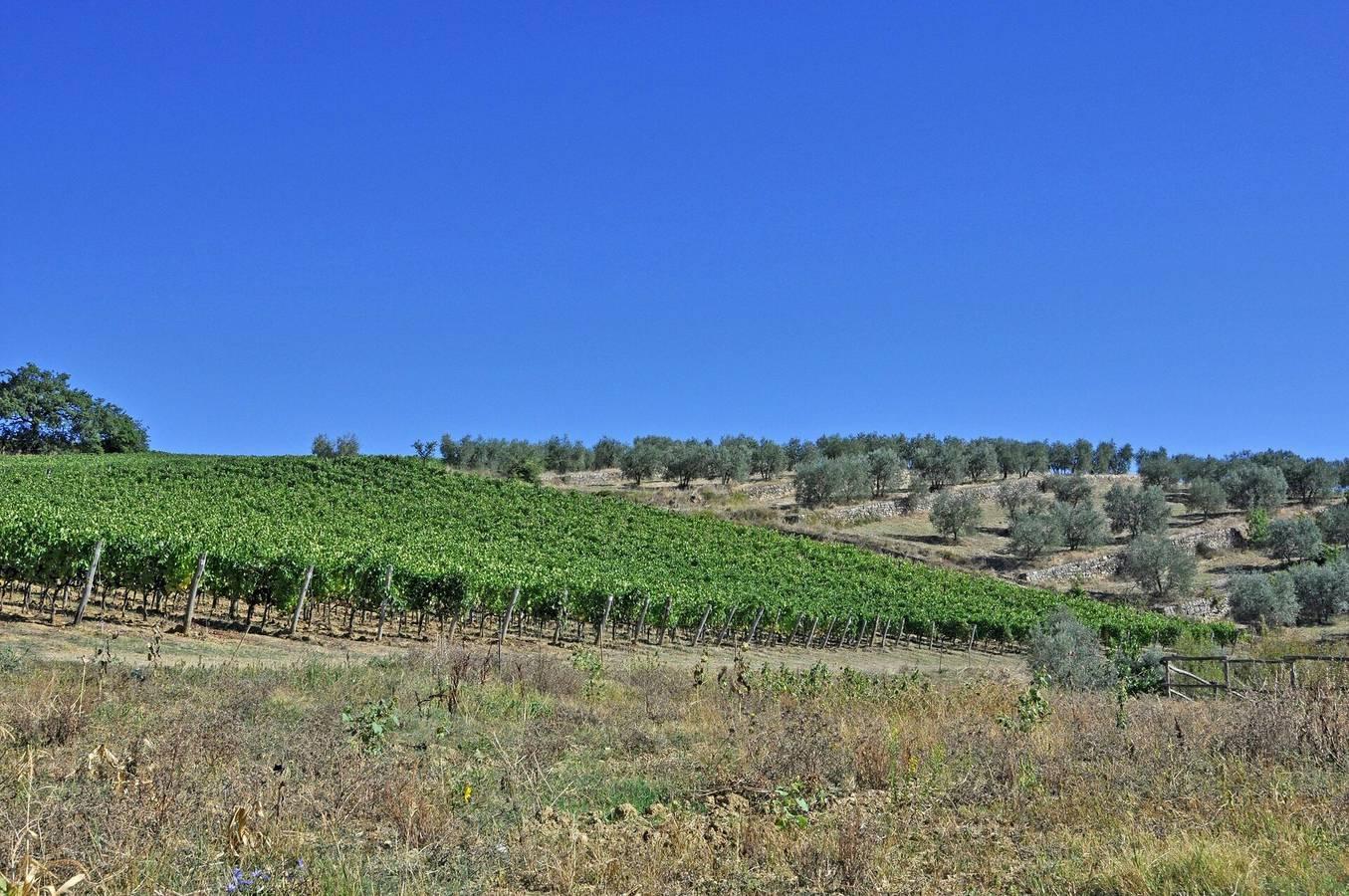 Vakantieappartement in Chianti, Italië voor 6 personen foto 18