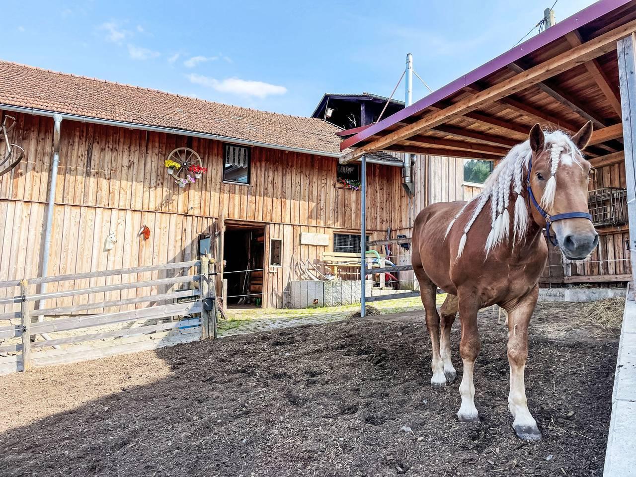 Vakantieappartement met hond toegestaan in Arrach, Duitsland voor 8 personen foto 23