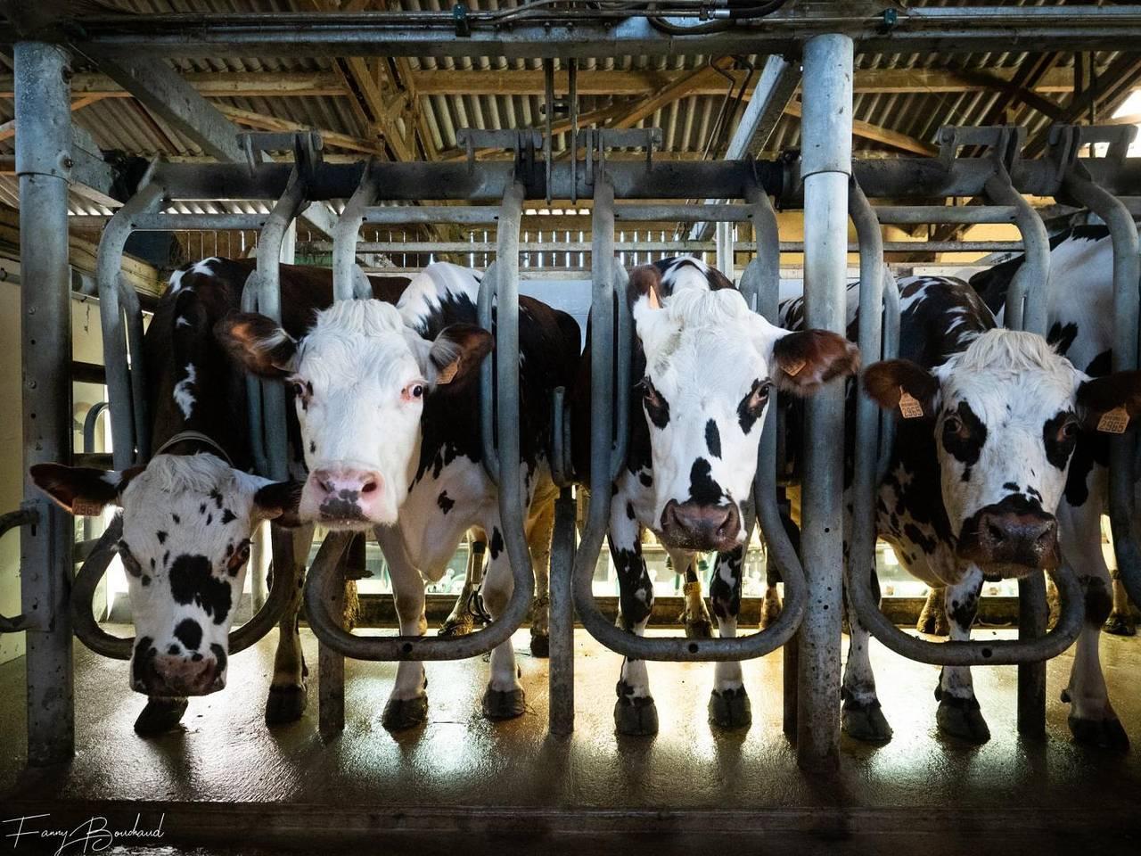 Gîtes de France® - Le Gîte des Saveurs in Saint-Vaast-Dieppedalle, Frankrijk voor 6 personen foto 23