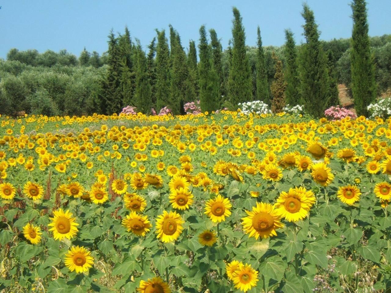 Vakantieappartement in Maremma, Italië voor 6 personen foto 2