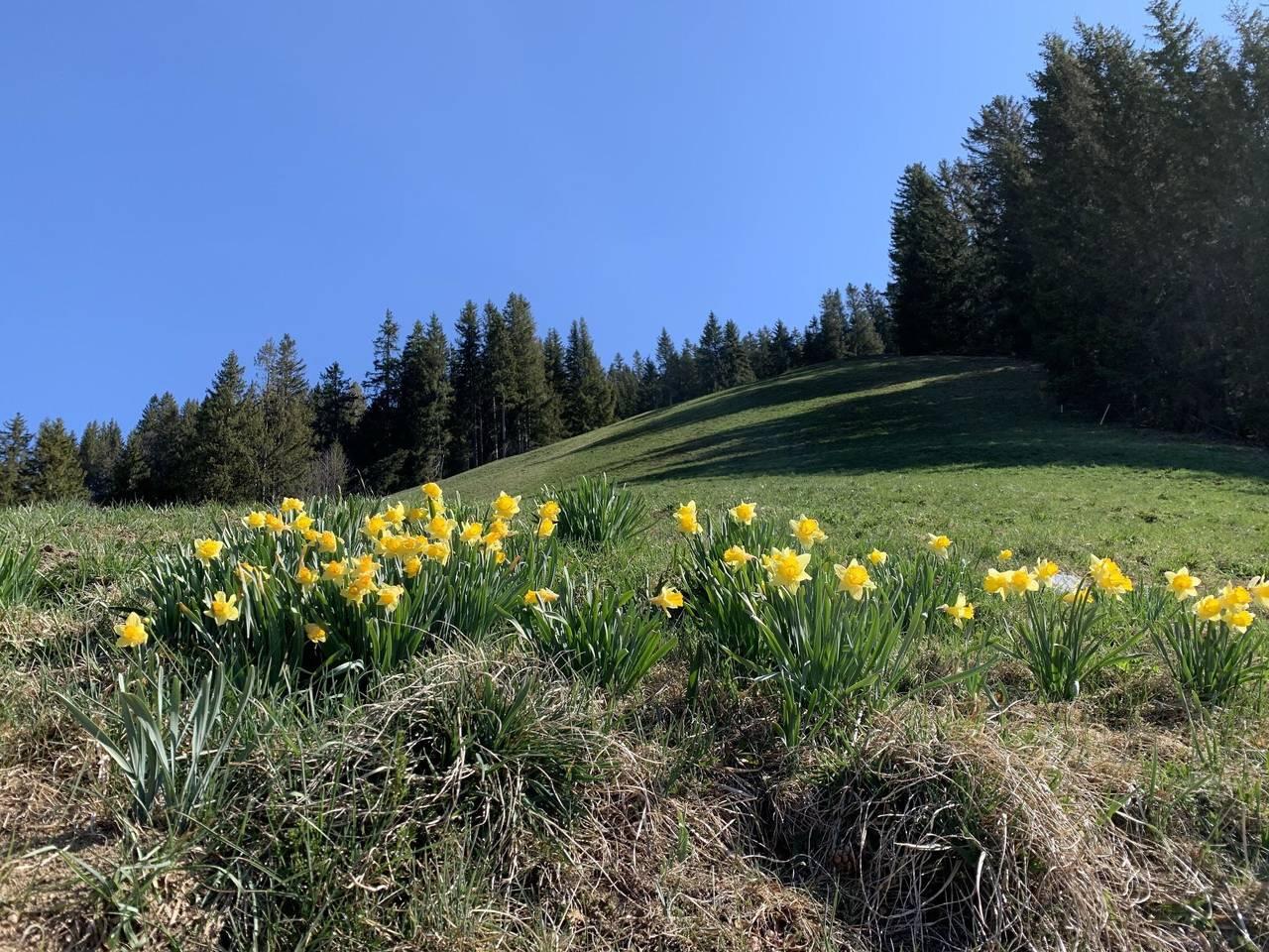Vakantieappartement in Lenk, Zwitserland voor 2 personen foto 12