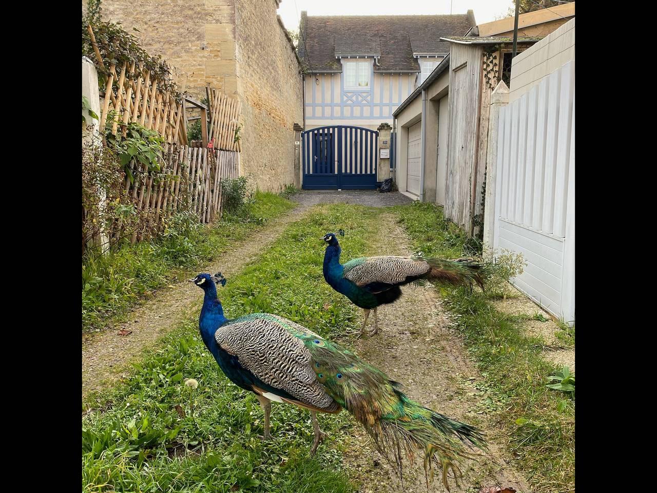 Vakantiehuis in Calvados, Frankrijk voor 10 personen foto 15