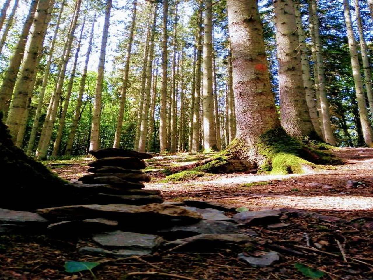 Vakantiehuis in Ardennen bij Kasteel & Natuur in La Roche-en-Ardenne, Provincie Luxemburg, België voor 12 personen foto 22