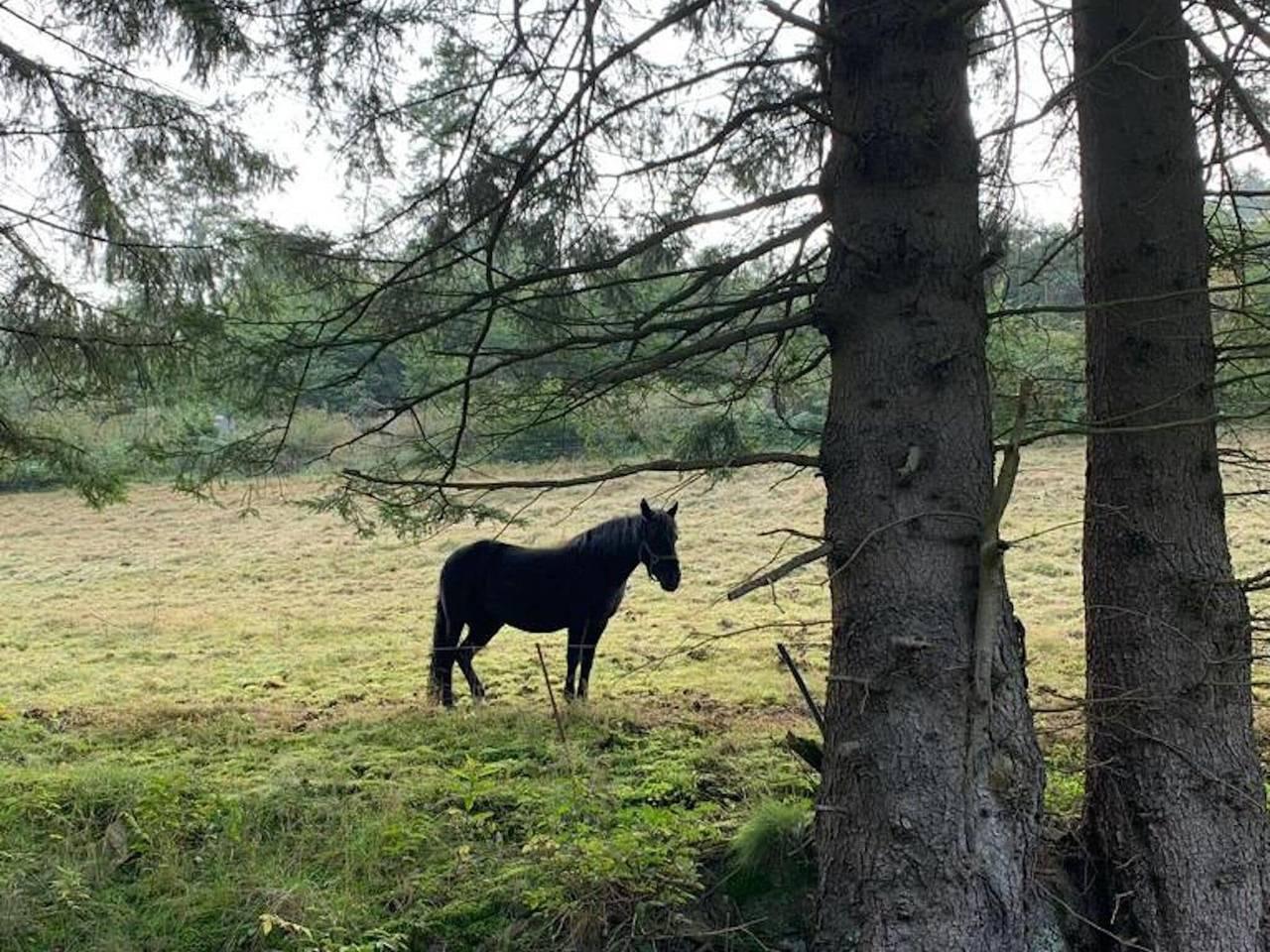 Vakantieappartement nabij Willingen met tuin in Schwalefeld, Willingen, Duitsland voor 8 personen foto 19
