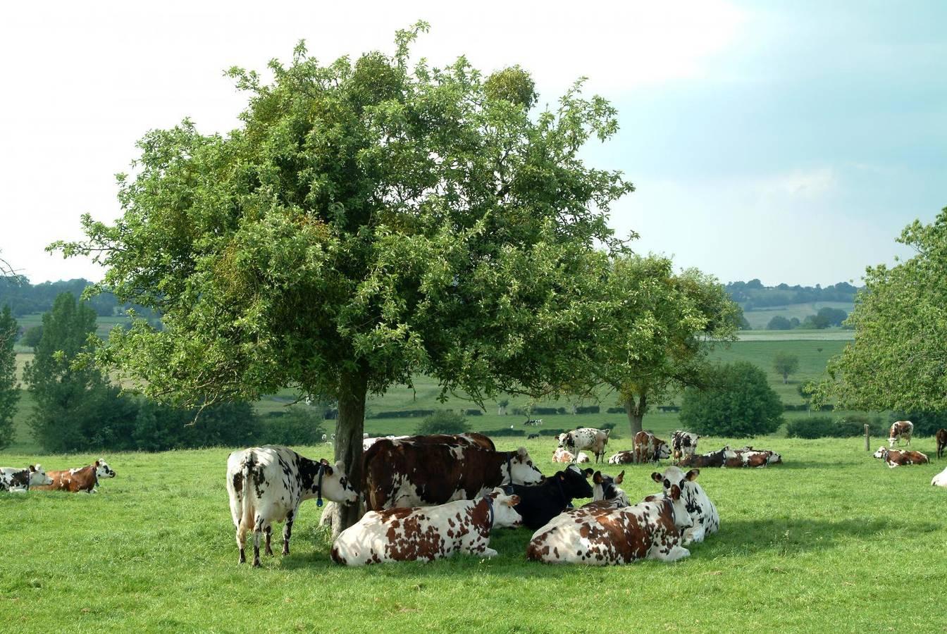 Gîtes de France® - Le Four à Pain in Fresne-le-Plan, Frankrijk voor 3 personen foto 20
