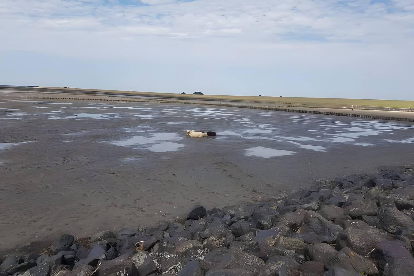 Vakantiehuis 'Grevelingenmeer' met privéterras, privétuin in Brouwershaven, Grevelingenmeer, Nederland voor 6 personen foto 22