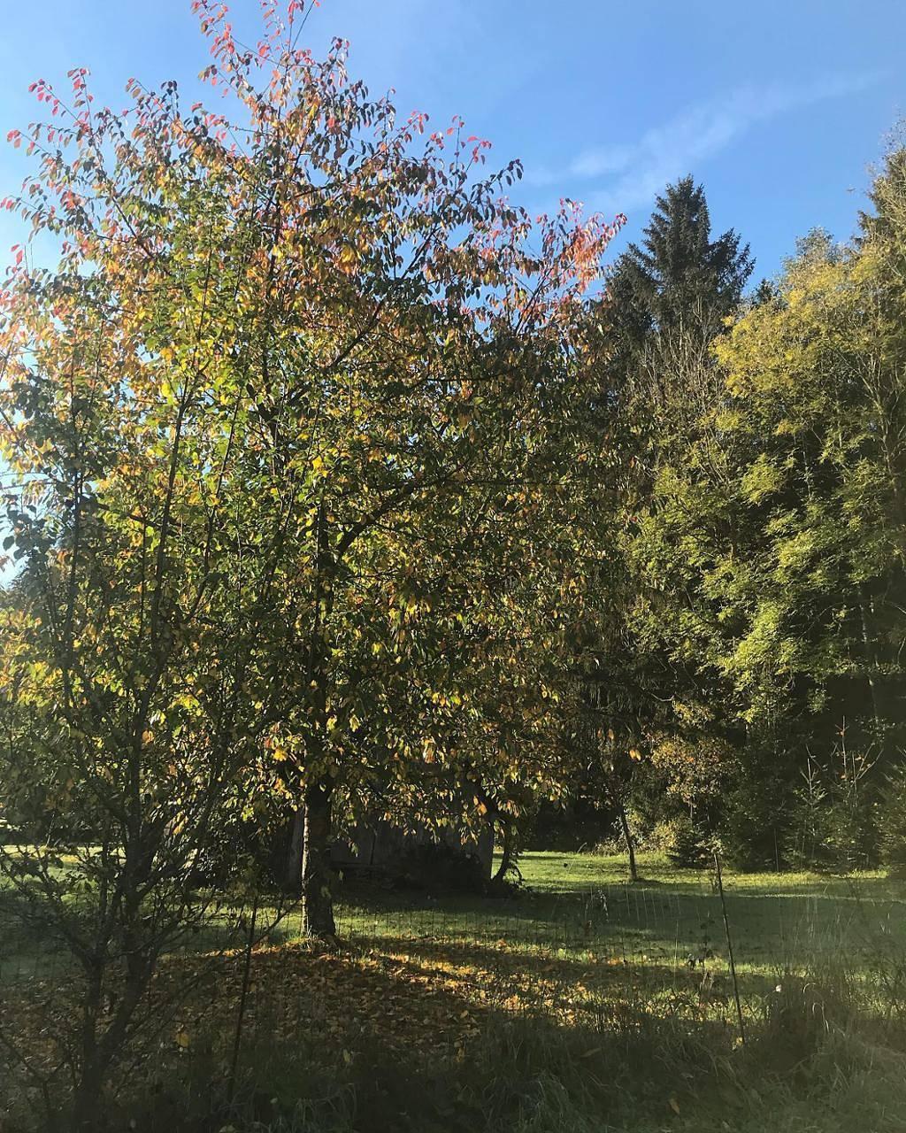 Vakantieappartement in Waldviertel foto 12