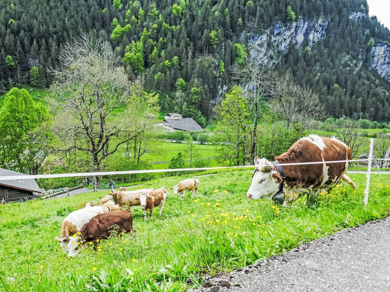 Chalet Auf dem Vogelstein in Schwendi b. Grindelwald, Grindelwald, Zwitserland voor 2 personen foto 14