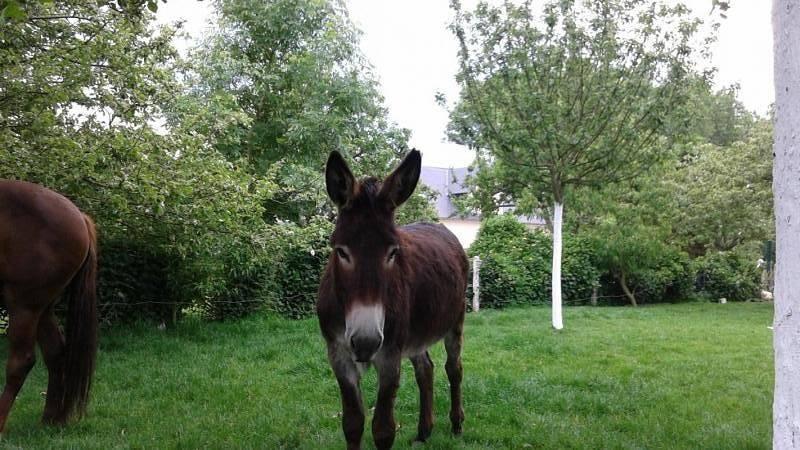 Gîtes de France® - La Doulaise in Cauville-sur-Mer, Frankrijk voor 6 personen foto 19